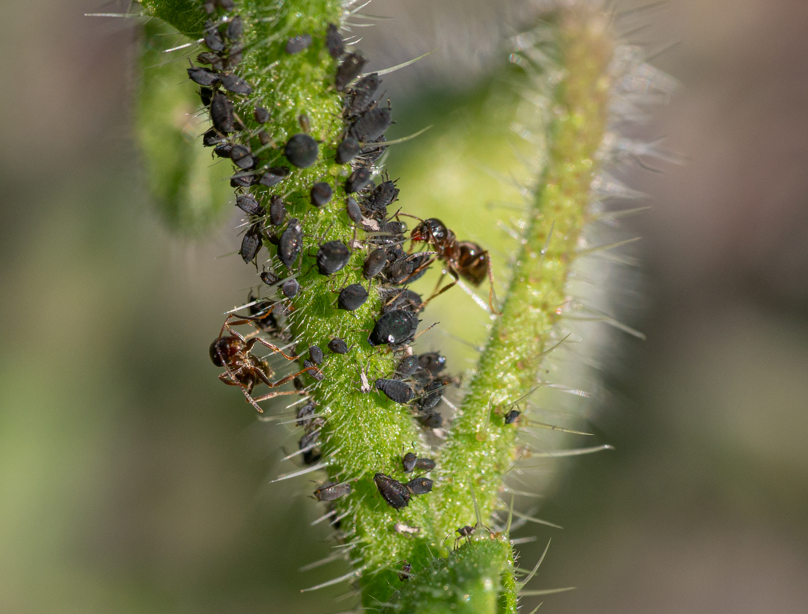 luizen en mieren (8)