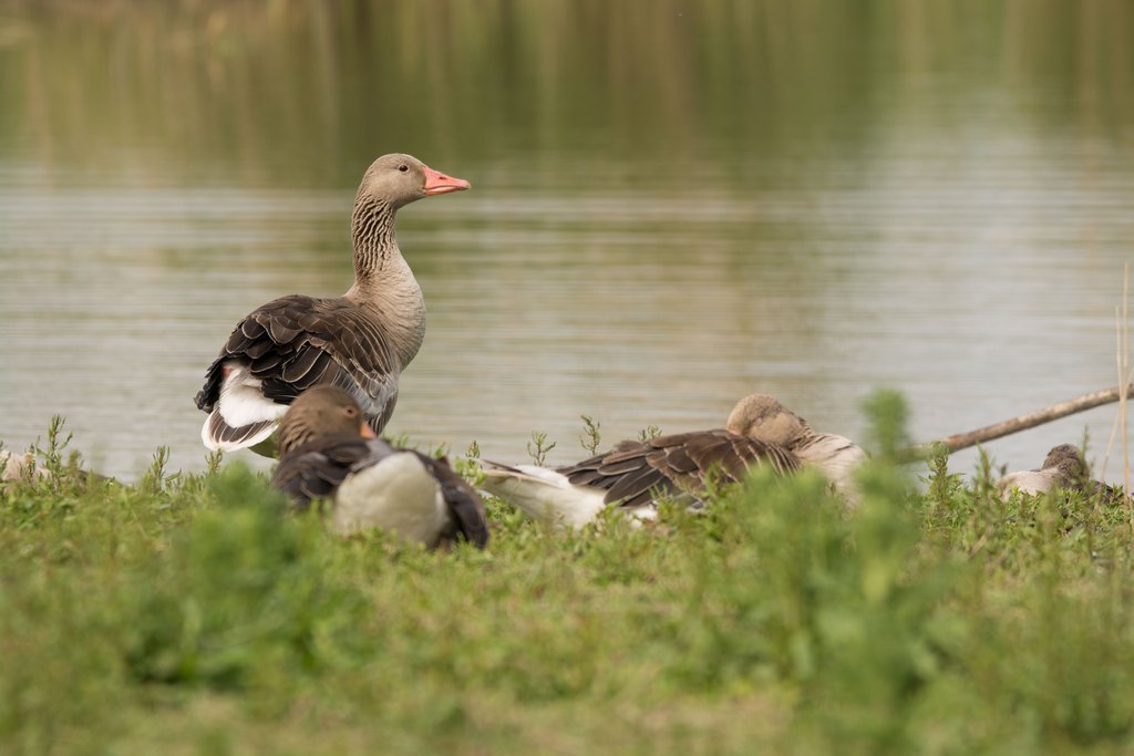 grauwe gans-gray goose