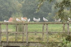 meeuwen-gulls